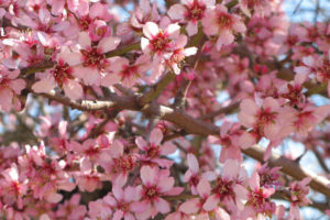 almond blossom